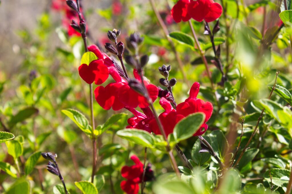 Sauge rouge