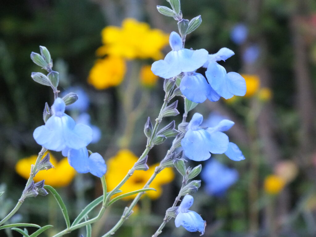 bienfaits de la sauge bleue